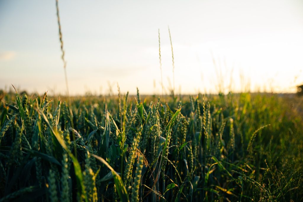 A close-up view of a field's yield.