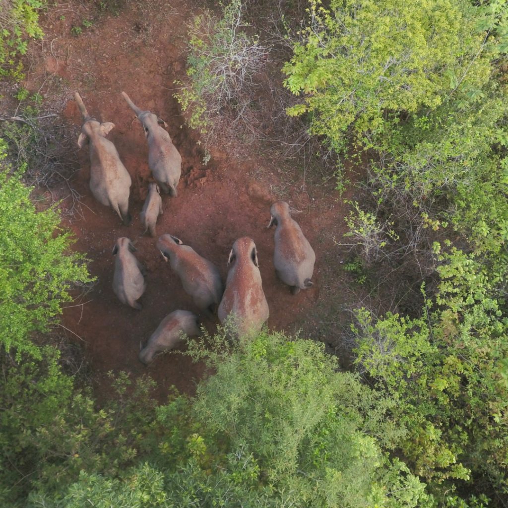 Aerial Shots of Elephants in the jungle