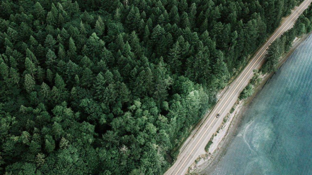 Aerial photo of a forest and a road.